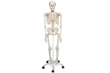 Esqueleto humano 3B Scientific A10