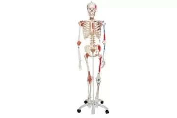 Esqueleto humano 3B Scientific A13