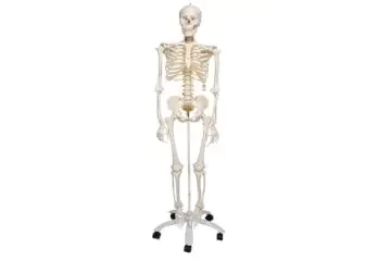 Esqueleto humano 3B Scientific A15