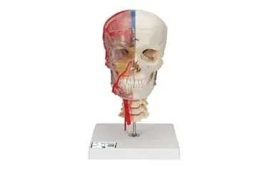 Cráneo humano 3B Scientific A283