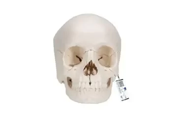 Cráneo humano 3B Scientific A290