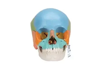 Cráneo humano 3B Scientific A291